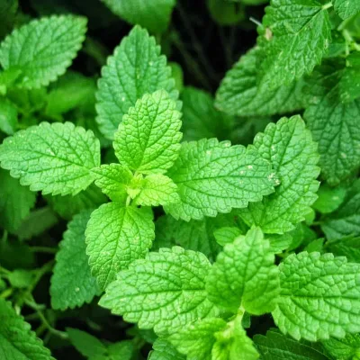 Spearmint Peptide